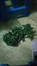 辦公室內小型盆栽檸檬薄荷清香觀(guān)葉綠植驅蚊香草植物可食用可水培 檸檬薄荷小苗10棵左右 不含盆 曬單實(shí)拍圖
