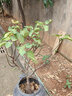 爾瀾當年結果特大無(wú)花果波姬紅果樹(shù)苗無(wú)花果苗盆栽地栽水果苗源頭直發(fā) 曬單實(shí)拍圖