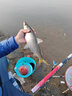 川澤陰天尾浮漂高靈敏小碎目鯽魚(yú)漂醒目頓口行程漂抗走水風(fēng)浪魚(yú)漂 CA-01(9號)吃鉛4.4克 陰天尾 高靈敏葫蘆漂 陰天尾 曬單實(shí)拍圖