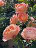 茗花潭四季播薔薇花種子爬藤月季玫瑰開花不斷爬墻庭院花卉盆栽植物花籽 混色玫瑰種子半斤 曬單實拍圖