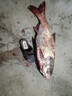 BAISHA FISH BS白鯊花籃餌浮釣鰱鳙餌料水怪釣籠釣組套裝大頭魚(yú)鰱魚(yú)野釣配方魚(yú)料 花籃餌草莓味*1包 曬單實(shí)拍圖