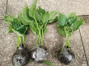 壽禾 彩椒苗燈籠椒青椒菜椒種苗方椒秋冬季蔬菜苗種苗壽光菜種苗 (綠甜椒）青椒苗24棵 曬單實(shí)拍圖