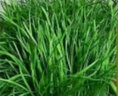 新韭菜根香韭菜農家傳統小細葉韭菜根四季綠植盆栽庭院種植易成活 大葉韭菜 韭菜根500顆送種植說(shuō)明 曬單實(shí)拍圖