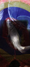 漁之源魚(yú)竿炮臺支架大物釣魚(yú)支架桿競技魚(yú)架支桿地插魚(yú)竿支架 2.4m 【高碳逆絲】金屬支架頭+金屬后掛 曬單實(shí)拍圖