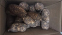昭通天麻;ZHAOTONG RHIZOMA GASTRODIAE天麻 云南昭通新鮮天麻 小草壩深山老林烏天麻 滋補食材 非 黃金 中果（6-8個(gè)每斤） 5斤家庭裝 曬單實(shí)拍圖
