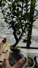 黃楊盆景老樹(shù)樁小瓜子黃楊童盆景素材樹(shù)四季長(cháng)青喜水喜陽(yáng)隨機發(fā)貨 瓜子黃楊1公分粗-擇優(yōu)發(fā) 曬單實(shí)拍圖