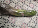 周大闖金娃娃萱草庭院花園陽(yáng)臺盆栽花卉 花壇花草多年宿根草本綠化植物 20棵 10cm以下 曬單實(shí)拍圖