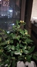 萌肉居山茶花樹(shù)苗盆栽地栽四季種植耐寒花卉茶花苗約1.2cm粗1顆源頭直發(fā) 曬單實(shí)拍圖