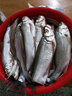 迪佳魚線 秋水500米磯釣線尼龍線大物線路亞線海竿線釣魚線 6號透明 曬單實拍圖