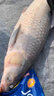 魚海小崔釣大物青草魚珠珠餌硅膠軟珠沉水釣魚餌料紅燒肉藍(lán)莓顆粒巨物 小旋風(fēng)緩沉螺 曬單實(shí)拍圖