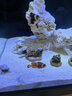 方小章背濾海水缸全套小丑魚(yú)珊瑚缸新手中小型客廳桌面方缸超白玻璃魚(yú)缸 HB400-標配 曬單實(shí)拍圖