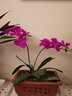 泰錦瑞假花仿真花高仿真蝴蝶蘭3D手感保濕蘭花裝飾家居客廳酒店前臺插花 【7頭蝴蝶蘭】紫色 曬單實(shí)拍圖
