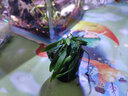 AIPHAROW魚(yú)缸水草活體迷你爬地矮珍珠牛毛氈泰國青椒草水草缸前景草活體 泰國椒 曬單實(shí)拍圖