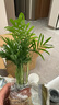 急兔袖珍椰子鳳尾竹富貴椰子客廳種植綠植/袖珍椰子原盆土源頭直發(fā) 曬單實(shí)拍圖