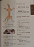 犬針灸穴位圖譜 中獸醫(yī)針灸診療技術(shù) 犬針灸治療指南犬的經(jīng)穴與針灸圖譜 犬穴位圖 寵物醫(yī)生書小動(dòng)物醫(yī)學(xué)書 9787559118677 曬單實(shí)拍圖
