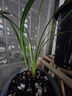 華香園蘭花建蘭 夏皇梅 八大名品之 濃香型辦公室內耐陰綠植盆栽花卉 夏皇梅2苗連體裸根 帶花苞 曬單實(shí)拍圖