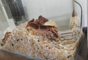 噢水噢鰲蝦觀賞蝦魚(yú)缸淡水寵物大型水族活體蝦龍紋天空藍(lán)魔紅白藍(lán)小鰲蝦 火山破壞者5-6厘米1對(duì) 曬單實(shí)拍圖