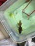 森悠（SARYOR）金魚活魚觀賞魚百褶泰獅精品紅白菠蘿淡冷水寵物包活 7-8cm黑泰獅 精品 1只（青色） 曬單實(shí)拍圖