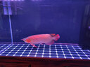 仟湖專用龍魚燈大魚缸LED燈龍魚燈紅龍金龍發(fā)色燈8色促進龍魚增艷增色 115cmLED上置燈8色二代 曬單實拍圖