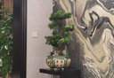 潮裕盆景迎客松羅漢松盆景客廳陽(yáng)臺造型綠植物造型高端盆景居家擺放好養護 羅漢松盆景2 曬單實(shí)拍圖