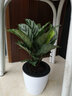 家中有果孔雀竹芋盆栽花卉室內客廳水養貓眼竹芋孔雀竹辦公室四季水培植物 翠葉竹芋 含盆 曬單實(shí)拍圖