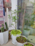 家庭种植蔬菜种子孑籽大全四季播种阳台盆栽农家小菜园有机 上海青种子2包 实拍图