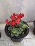春花妙意仙客來(lái)盆栽室內花卉重瓣迎客來(lái)大花苗觀(guān)花植物 仙客來(lái) 紅色 不含盆 曬單實(shí)拍圖