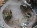易萌 小甲魚苗王八苗活體烏龜中華鱉苗外塘大型魚活體飼料冷水好養(yǎng) 4-6克5只 曬單實(shí)拍圖