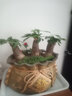 溫馨滿(mǎn)屋（V.S.M.V）發(fā)財樹(shù)盆栽植物室內花卉植物室內花綠植室內客廳招財樹(shù)好養小盆栽 3年生/粗桿發(fā)財樹(shù)原盆3顆 曬單實(shí)拍圖