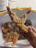熟凍海星2-4斤 鮮活滿(mǎn)籽 大海星 海五星 海星 海鮮水產(chǎn)鮮木 海星4斤裝 曬單實(shí)拍圖
