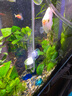 沐魚(yú)牧梵仟銳水草缸二氧化碳CO2細化器缸外置霧化擴散器進(jìn)出管除油膜 牧梵老款L30二氧化碳細化器 曬單實(shí)拍圖