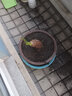 綠之妙大型綠植滴水觀(guān)音樹(shù)樁綠色觀(guān)葉植物辦公室客廳大型綠植盆栽花卉 50-60cm高左右 不含盆 曬單實(shí)拍圖