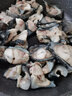 御瀘鮮湘超大冰島海參斑魚海捕新鮮冷凍石斑魚去內(nèi)臟特大斑魚佳品深海魚 3斤【1條裝】超值推薦 曬單實拍圖