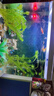 余三哥（yusange）孔雀魚(yú)活魚(yú)純種觀(guān)賞魚(yú)小型淡水好養熱帶魚(yú)活體苗斗魚(yú)胎生金魚(yú) 雜袍孔雀10條+5條備損(色彩單一) 曬單實(shí)拍圖