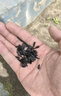 壽禾 牽?；ǚN子苗陽(yáng)臺爬藤盆栽花卉種籽 壽藝爬藤牽?；ǚN子約3000粒 曬單實(shí)拍圖