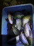 福翼金袖魚鉤綁好的子線雙鉤成品短子線防纏繞袖鉤全套鯽魚鉤 金袖8號鉤-1.2號線-50cm20付/盒 無刺 曬單實拍圖