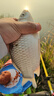 久巖 孔雀羽魚漂高靈敏抗流水浮漂加粗醒目黑坑浮漂輕口鯽魚漂 Y02 野釣鯽魚漂(鉛1.5-1.9g) 3號 曬單實拍圖