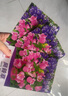 風(fēng)鈴草花種室內(nèi)外庭院鈴蘭花盆栽花種子花種籽子四季開花易活花籽 風(fēng)鈴草種子/包約1000粒 3包 曬單實(shí)拍圖