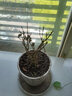 歐芽茉莉花重瓣花苗發(fā)貨室內花 花卉植物桌面綠植 茉莉10棵左右原土【黑色加侖盆】 1 曬單實(shí)拍圖