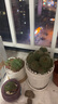 沭之美多頭金冠多肉植物金絲猴仙人球掌盆栽花卉肉肉綠植盆景 多頭金冠+原生盆 曬單實拍圖