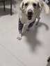嬉皮狗（hipidog）YEE寵物護膝防臟防灰衣服關(guān)節(jié)保護套柴犬防磨腿套中小型犬護肘衣 藍色 2XL (建議體重72-85斤) 曬單實拍圖