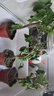 多色重瓣三角梅盆栽花苗耐寒老樁爬藤植物陽臺庭院室內(nèi)外好養(yǎng)花卉植物當(dāng)年開花三角梅樹苗 洛里斯 三年苗 曬單實(shí)拍圖