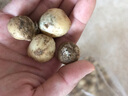 ZXC四川新鮮苦藠團(tuán)蔥 小根蔥野蔥頭 苦茭小洋蔥藠頭 薤白 2斤中大果 1kg 曬單實(shí)拍圖