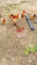 100斤干玉米粒喂雞50斤玉米籽養雞鴨鵝鳥(niǎo)飼料鴿糧玉米10斤30飼料 5斤玉米粒超值裝 曬單實(shí)拍圖