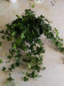 家中有果金邊吊蘭青葉盆栽吊蘭 室內苗木室內盆栽花卉 植物花卉盆栽 口紅吊蘭 一整盆 含盆 曬單實(shí)拍圖