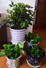 若綠大綠蘿盆栽綠植花卉水培觀(guān)葉長(cháng)藤室內清新空氣植物源頭直發(fā)包郵 4盆綠蘿(螺紋盆混搭) 曬單實(shí)拍圖