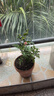 曼杉園（manshanyuan）微型月季歐月小苗多季陽(yáng)臺(tái)庭院系列豐花重復(fù)開(kāi)花花卉花苗多色大花 白桃妖精 小苗約10cm帶杯 曬單實(shí)拍圖