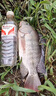 帆都 魚竿釣魚竿 手竿28調(diào)短節(jié)鯽魚竿 溪流竿 超輕超硬魚桿手桿 3.6米(實際長度3.4)送漂線組鉤 曬單實拍圖