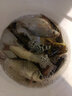 漁藝老鬼野戰之王腥腥魚(yú)餌湖庫野釣秋冬季鯽鯉草魚(yú)食料 老鬼野戰之王300克1包 曬單實(shí)拍圖
