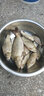 川澤蘆葦夜光漂短腳長(zhǎng)身電子魚(yú)漂底釣羅非鯽魚(yú)鯉魚(yú)高靈敏黑坑競(jìng)技浮漂 FZ-02 吃鉛1.25 大小鯽魚(yú) 316電池蘆葦夜光漂 曬單實(shí)拍圖